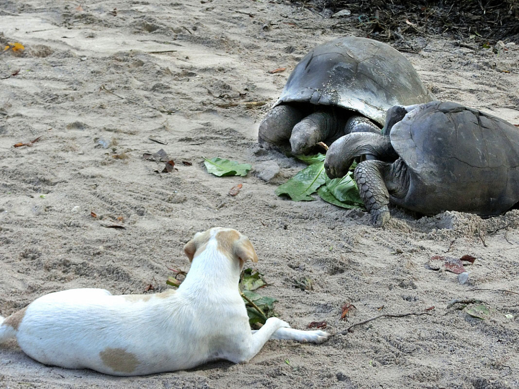Sköldpaddor
